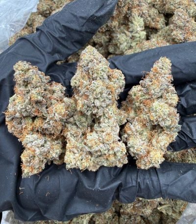 Kosher Kush Strain