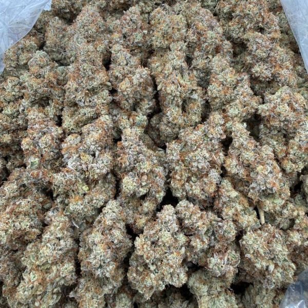 Kosher Kush Strain
