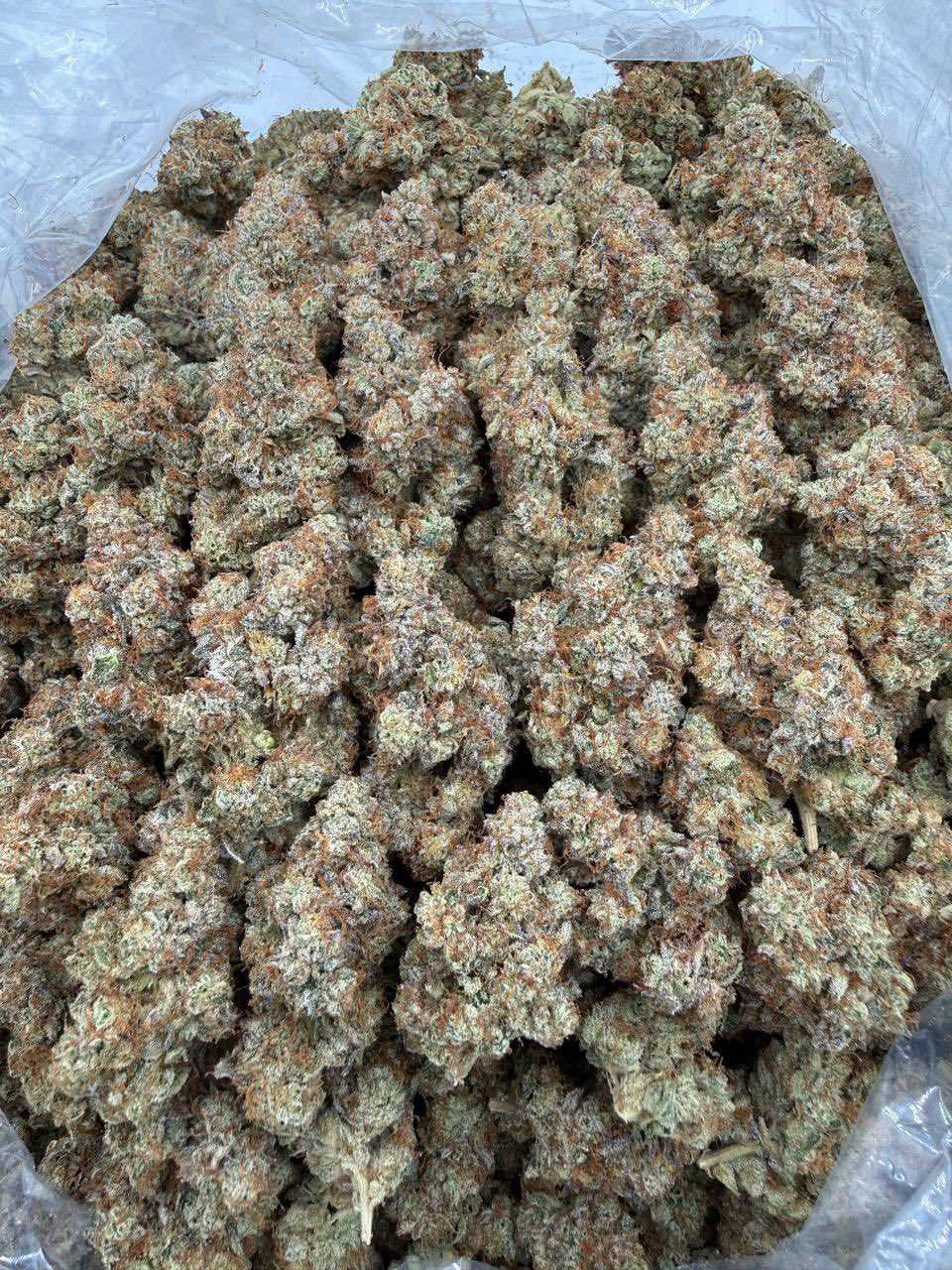 Kosher Kush Strain Kosher Kush Strain